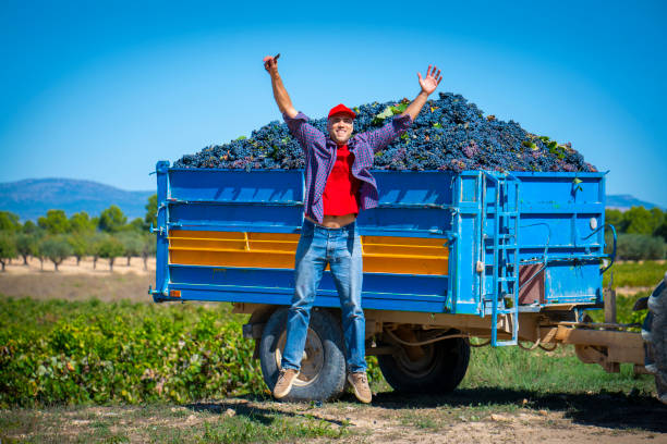 happy grape picker jumping at the end of harvest - photography gray hair farmer professional occupation imagens e fotografias de stock