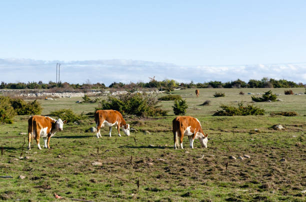 istock Cattle in a sunlit green grassland 1182381537