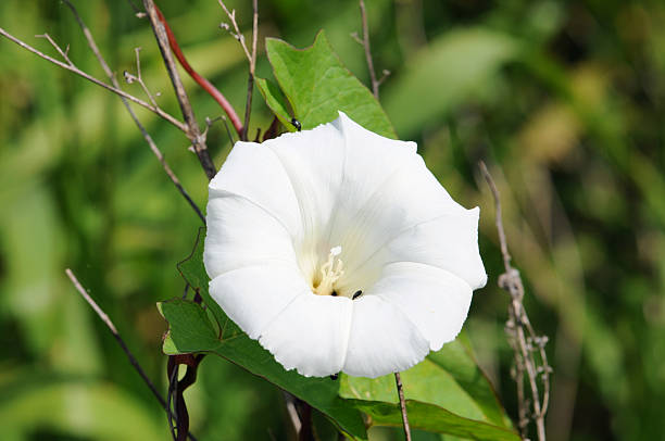 white Convolvulus in bloom  convolvulus photos stock pictures, royalty-free photos & images