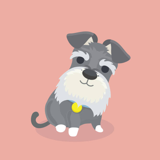 Schnauzer dog cartoon vector illustration. Schnauzer dog cartoon vector illustration.
Schnauzer dog cartoon vector illustration. schnauzer stock illustrations