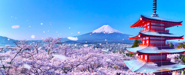 満開の五重塔と桜 - 富士山 ストックフォトと画像