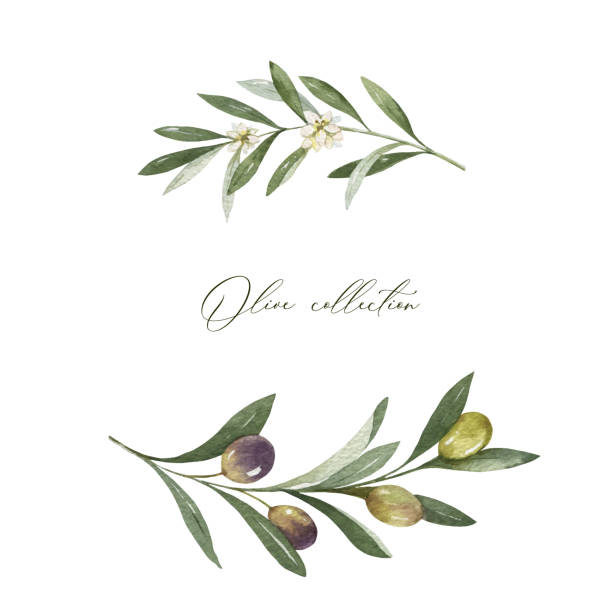 ilustraciones, imágenes clip art, dibujos animados e iconos de stock de corona vectorial de acuarela de ramas y hojas de olivo. - olive branch
