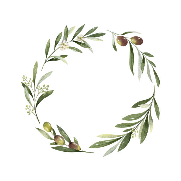 акварея векторная рамка оливковых ветвей и листьев. - olive olive branch leaf vector stock illustrations