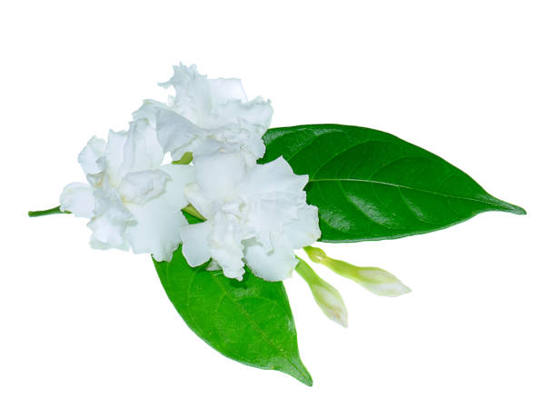 istock Gardenia Rose flower on white background 1182384592