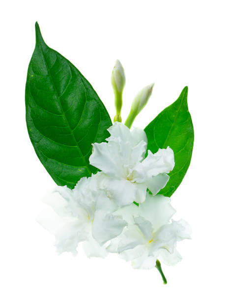 istock Gardenia Rose flower on white background 1182384606
