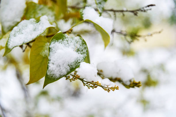 istock First snow on branch with leaves 1182384784