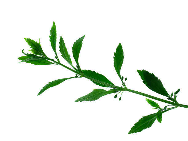 istock White flower grass of Macao Tea 1182384925