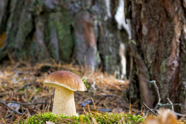 istock nice big porcini mushroom 1182386260