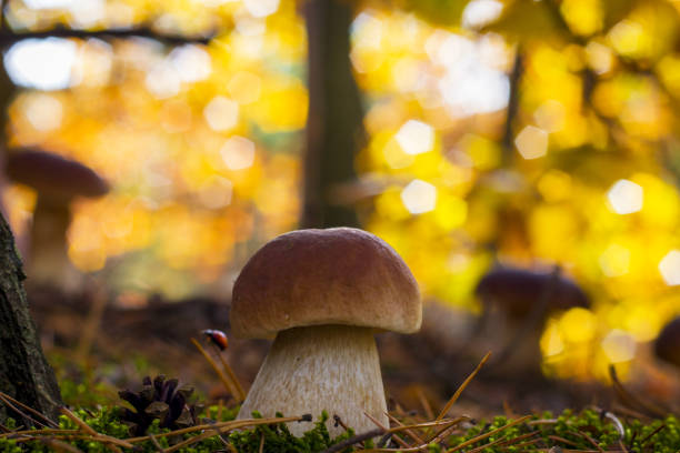 istock porcini mushrooms forest glade 1182386447