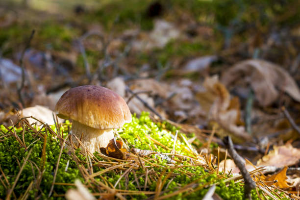 istock porcini mushroom in sunny moss 1182386750