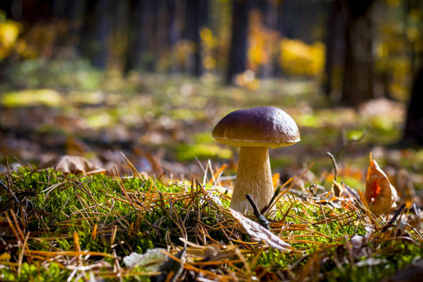 istock nice porcini mushroom in oak forest 1182387430