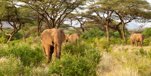 istock Many elephants go through the bushes in a jungle 1182387737