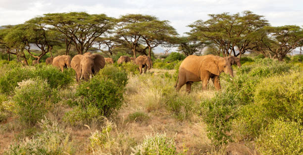 istock Many elephants go through the bushes in a jungle 1182387813