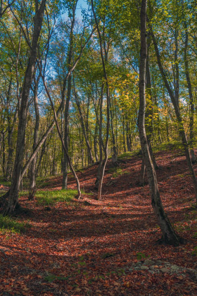 bunter wald mit bröckelnden trockenen blättern - saturated color beech leaf autumn leaf stock-fotos und bilder