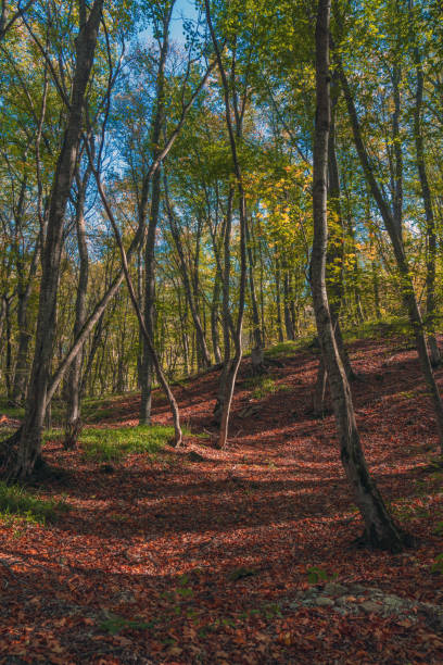 foresta colorata con foglie secche fatisci - saturated color beech leaf autumn leaf foto e immagini stock