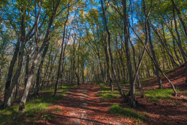 bunter wald mit bröckelnden trockenen blättern - saturated color beech leaf autumn leaf stock-fotos und bilder