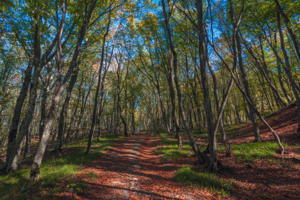 красочный лес с крошащихся сухими листьями - saturated color beech leaf autumn leaf стоковые фото и изображения