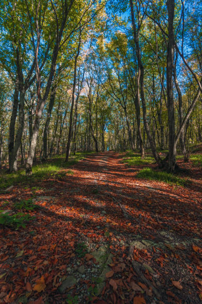 foresta colorata con foglie secche fatisci - saturated color beech leaf autumn leaf foto e immagini stock