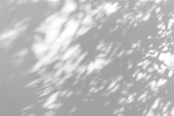 istock Shadow blur of the leaves on white wall abstract background. 1182388577