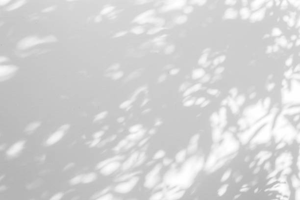 istock Shadow blur of the leaves on white wall abstract background. 1182388588