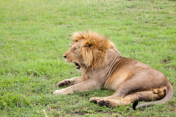 istock Big lion yawns lying on a meadow with grass 1182388971
