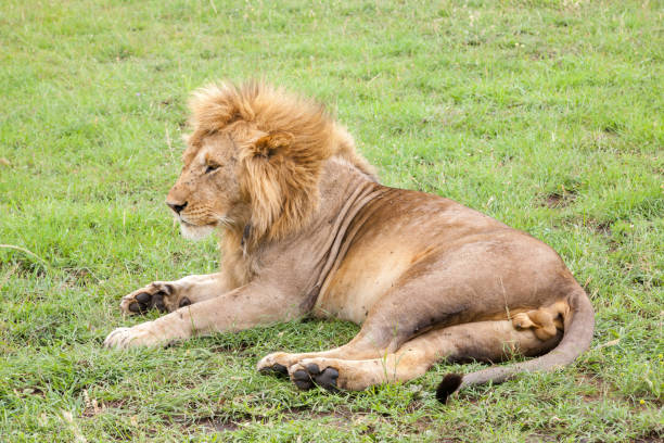 istock Big lion resting in the grass in the meadow 1182389054