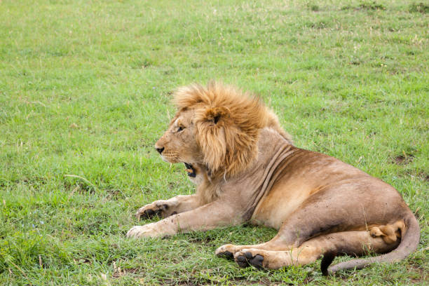 istock Big lion yawns lying on a meadow with grass 1182389124