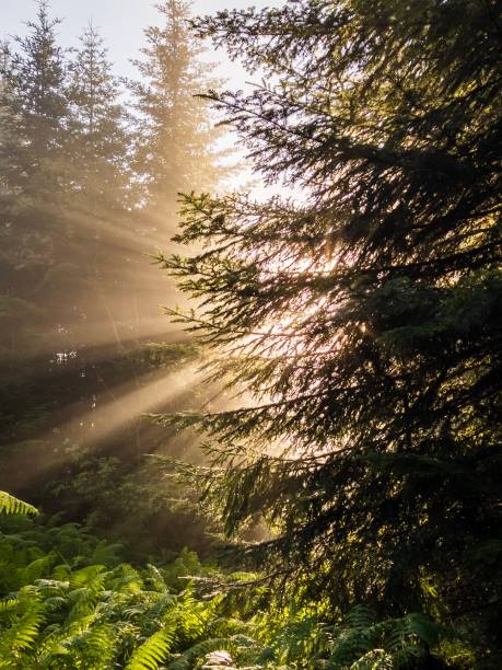 istock Sun rays shining through fir tree leaves 1182389141