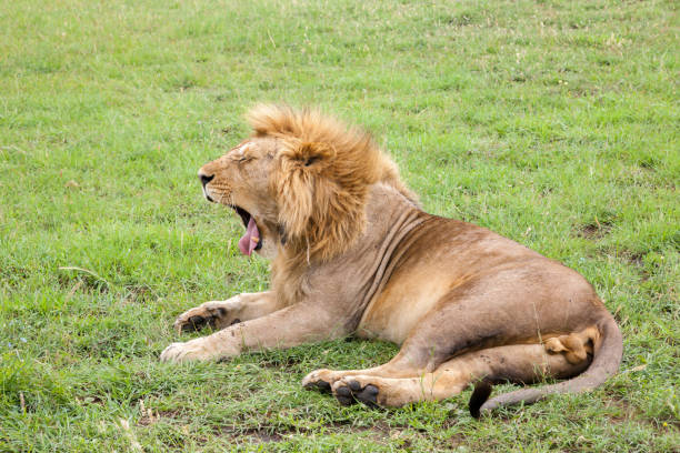 istock Big lion yawns lying on a meadow with grass 1182389750