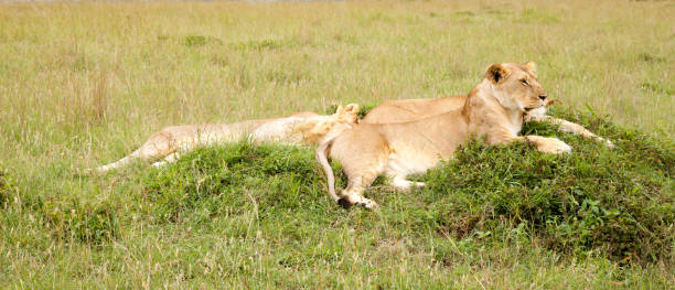 istock A lion family rests on a hill 1182389751