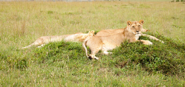 istock A lion family rests on a hill 1182389807