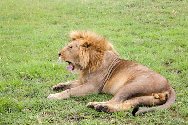 istock Big lion yawns lying on a meadow with grass 1182389810