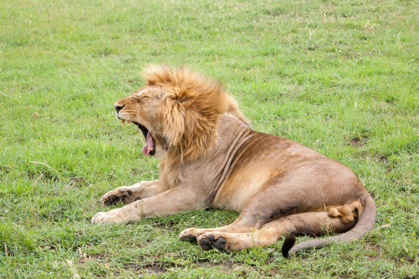 istock Big lion yawns lying on a meadow with grass 1182389872