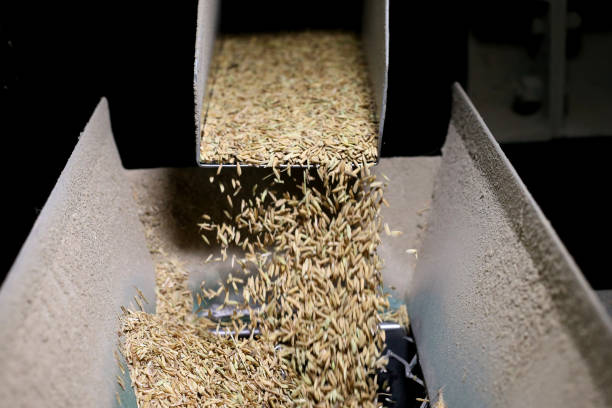 istock Agriculture - Paddy to Rice 1182391255