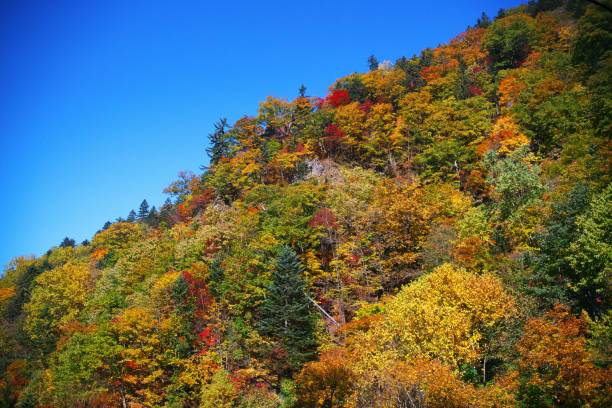 istock Toyohirakyo in late autumn 1182392281