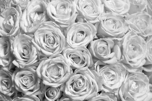 istock Black and white background with beautiful roses 1182392288