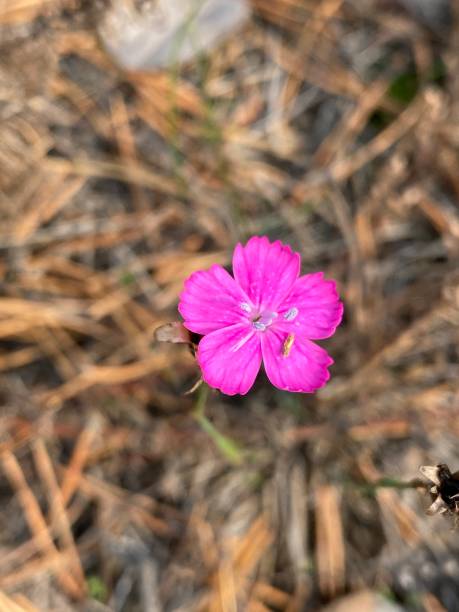istock Wild pink carnation flower 1182393518