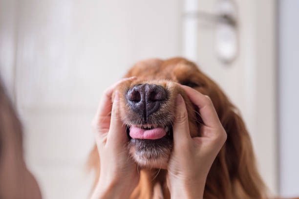 istock Grimace with golden retriever by hand 1182393577