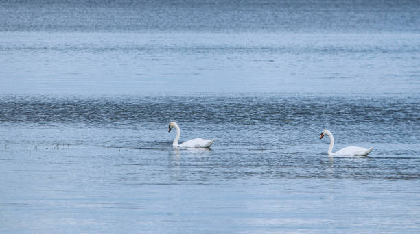 istock two swans swimming on the lake 1182394042