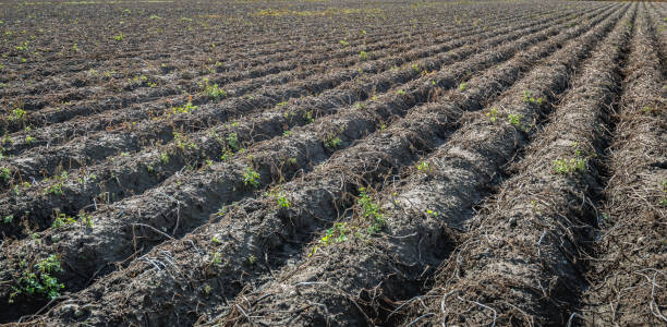 istock Withered potato plants in long converging ridges 1182394623