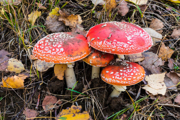 la famille ou la colonie de mashrooms agariques parmi l'herbe et les vieilles feuilles dans la forêt. le paysage naturel d'été ou d'automne - mushroom fly agaric mushroom photograph toadstool photos et images de collection