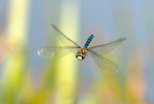 Dragonfly perched on stalk in its natural environment