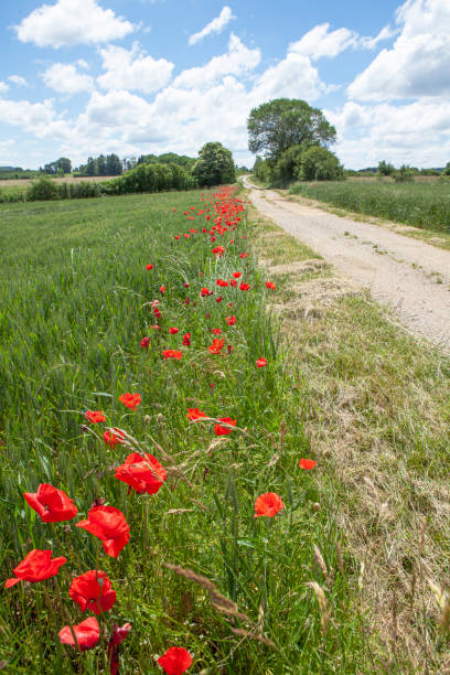 istock path and poppies on the edge 1182396123