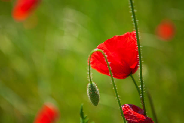 istock field of wheat and poppies 1182397499