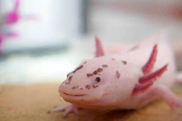 Axolotl headshot stock photo