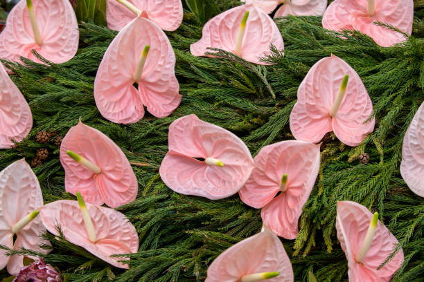 décoration fleurie de beauté avec une grande fleur tropicale rouge d'anthurium - anthurium flower formal garden tropical climate photos et images de collection