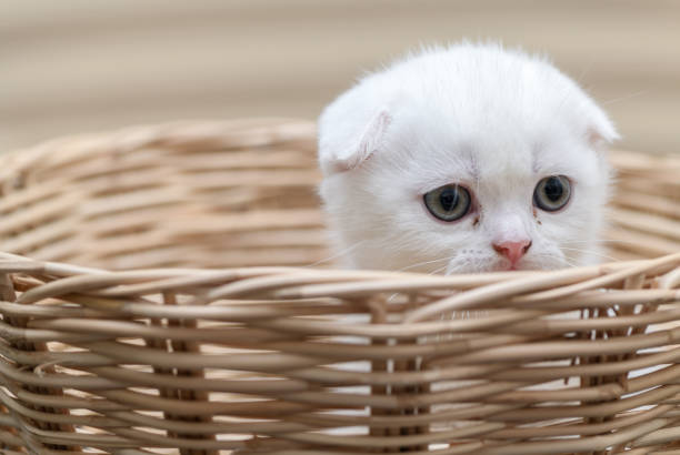 istock Cute Scottish fold kitten standing in bamboo basket 1182399947
