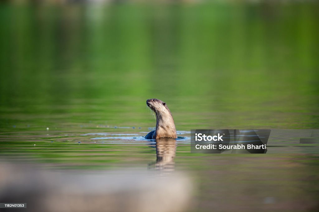 Vulnerable Animal Smooth beschichtet Otter oder Lutrogale perspicillata oder Lutrogale pers Spiegel Bild spielen in grün ruhigem Wasser von ramganga Fluss im jim corbett Nationalpark, uttarakhand, Indien - Lizenzfrei Glatte Oberfläche Stock-Foto
