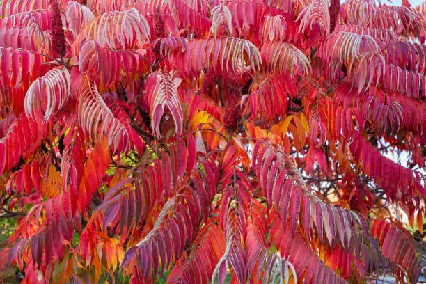Photo of Background of the Rhus typhina with bright red autumn leaves