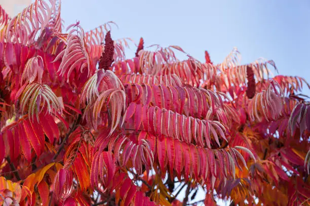 Photo of Bush of the sumac with bright red autumn leaves